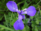 Iris lavigata
