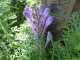 Scutellaria indica