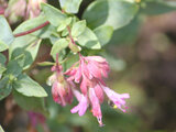 Origanum 'Pilgrim'