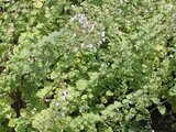 Calamintha nepeta