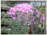 Rhododendron dilatatum