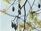 Ceiba speciosa