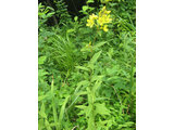 yellow loosestrife