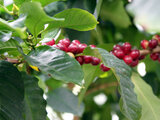 Arabian coffee tree