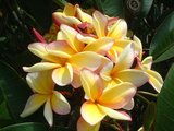 Plumeria