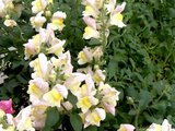 Snapdragon 'Lavella'