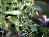 Aeschynanthus pulcher