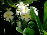 Plumeria