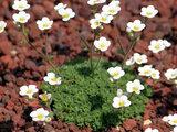 saxifraga pubescens  'snow cap'