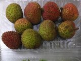 Litchi chinensis