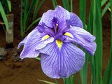 Japanese Iris 'Gosechi no mai'