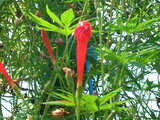 Ipomoea × multifida