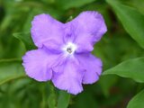 Brunfelsia latifolia