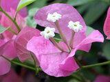 Bougainvillea