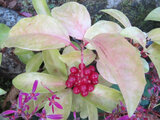 11月6日の誕生花 藤袴 鵯花 実葛 科技研花图画书