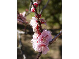 Prunus mume 'Ohginagashi'