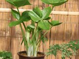 Arisaema ringens