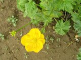 Trollius riederianus