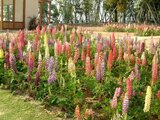 Garden lupin