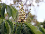 Aesculus turbinata