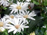 Frost aster