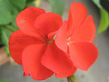 geranium