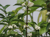 Japanese beautyberry albibacca