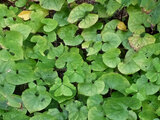 Asarum caulescens