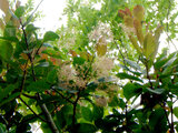 Smoke bush