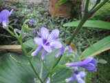 Streptocarpus