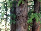 Chinese fir tree