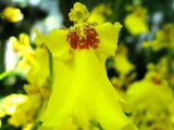 Oncidium