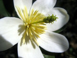 Michelia yunnanensis