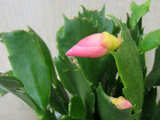 Schlumbergera truncata