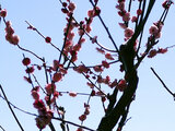 Prunus mume 'Shusataikaku'