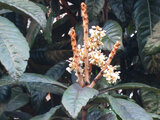 Loquat