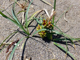 Carex pumila