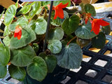  Begonia Davisii