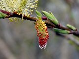 rose-gold pussy willow