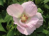 Hibiscus mutabilis