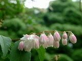 Deutzia crenata f. plena