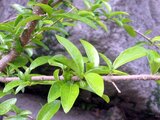 Acerola