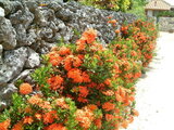 Ixora coccinea