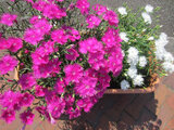 Dianthus