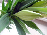 Easter lily