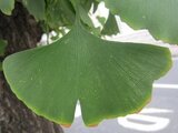 Ginkgo biloba tree