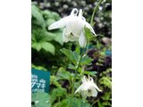 White Fan Columbine