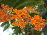 Gold osmanthus