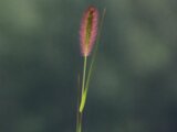紫狗尾草