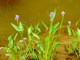 Pontederia cordata